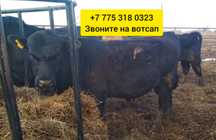Б'ы'ч'к'и телят'а белоголовые герефордоком