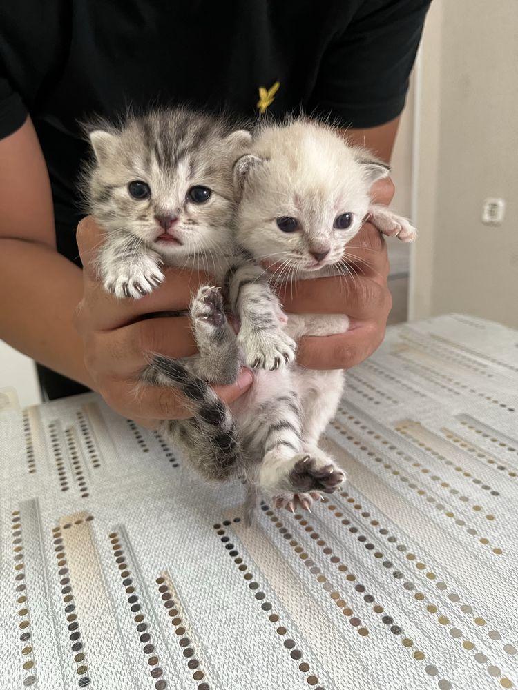 Отдадим котят даром