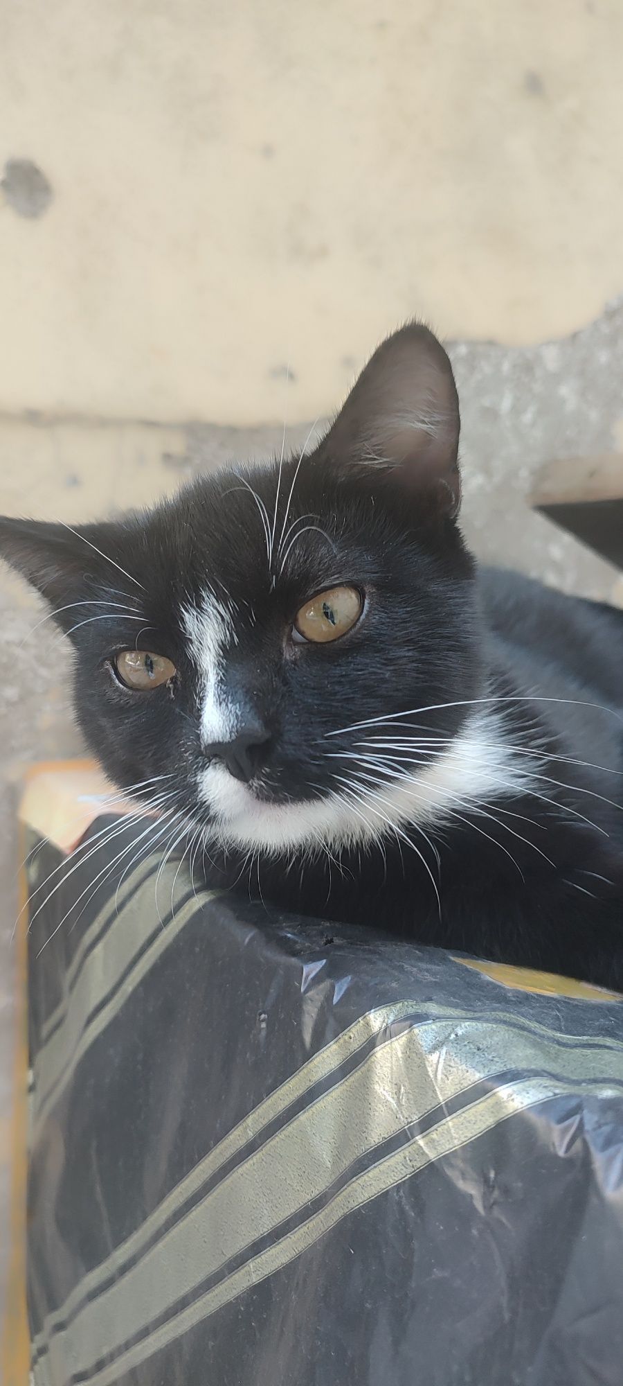 Котик мальчик отдам