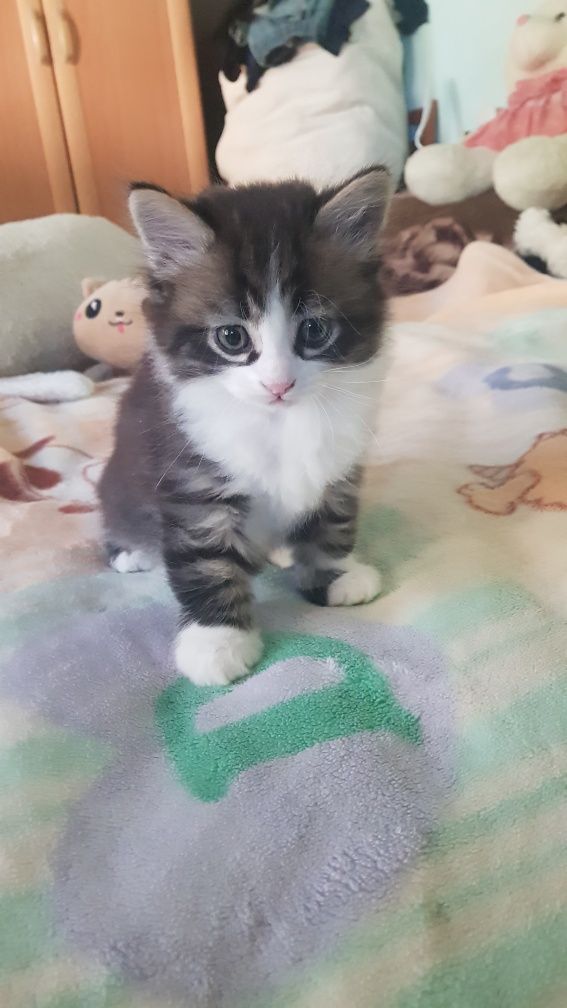Котята ищут себе любящих хозяев