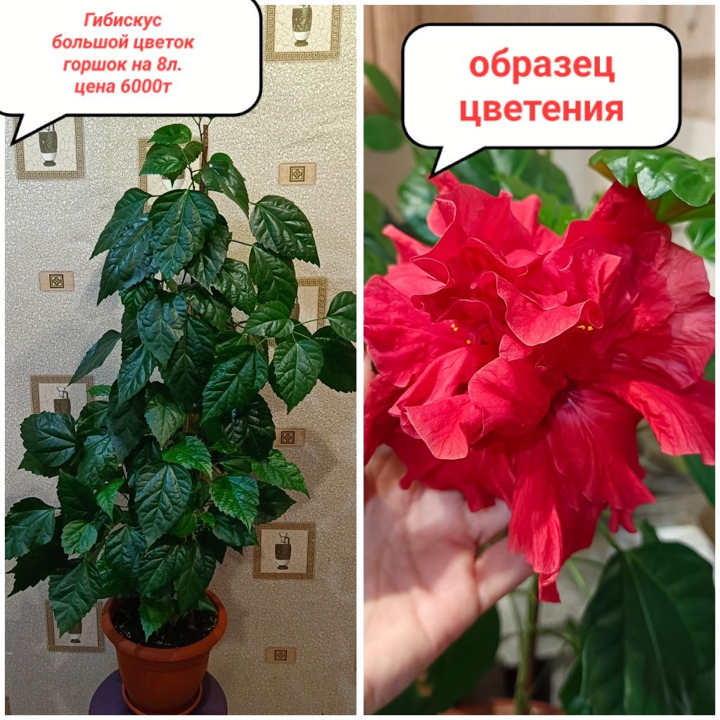 Акция!!! СКИДКА -10% при покупке от 3 штук!