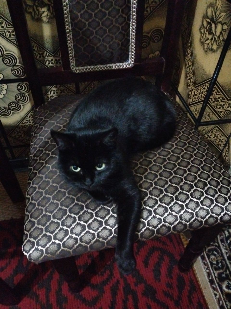 Отдаю кошку бесплатно