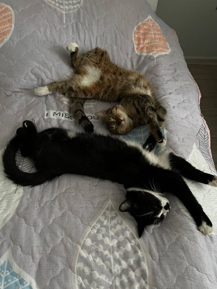Отдам кота бесплатно)))