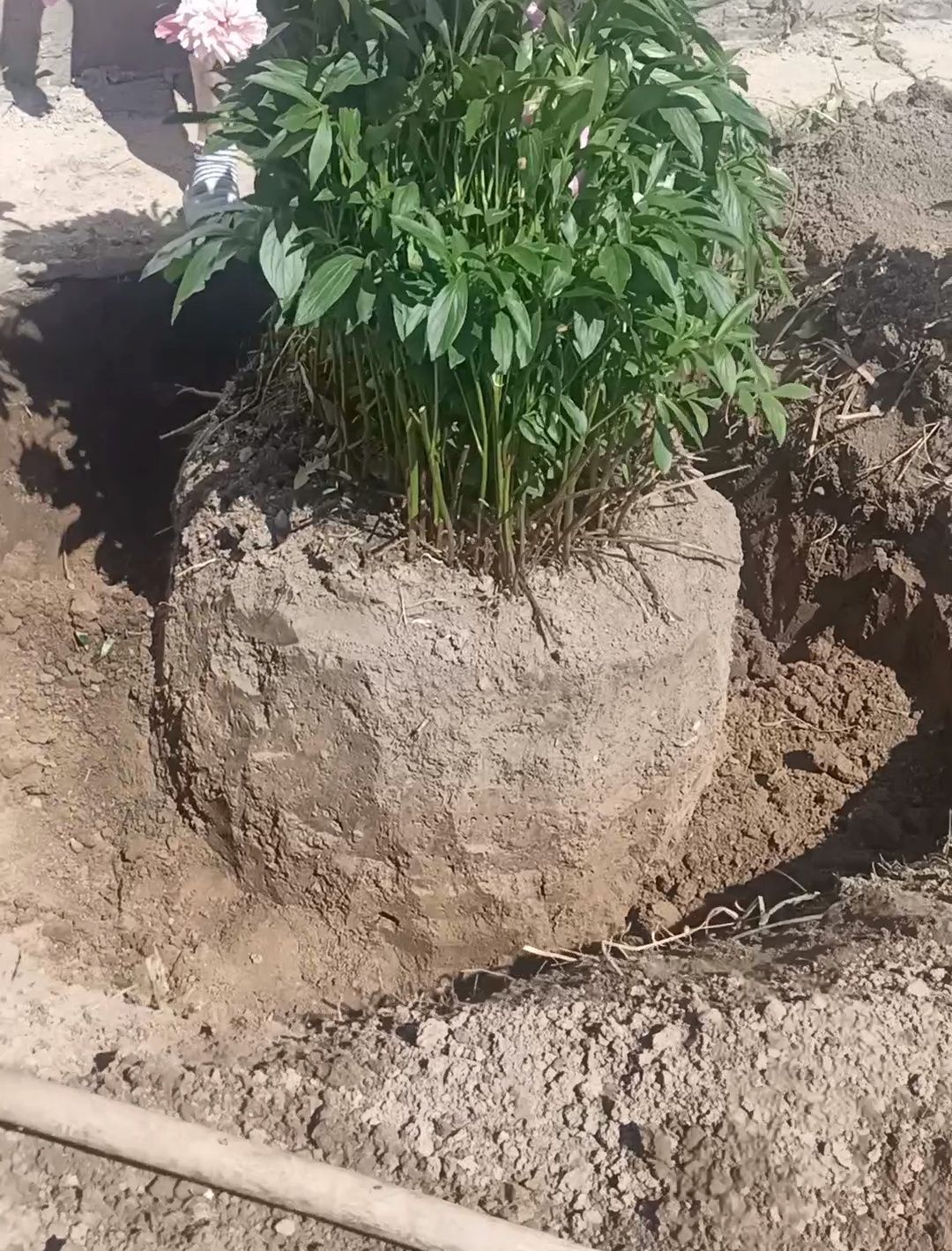 Продаю молодые Кустики и Огромными Кусты пионов многолетние растения .