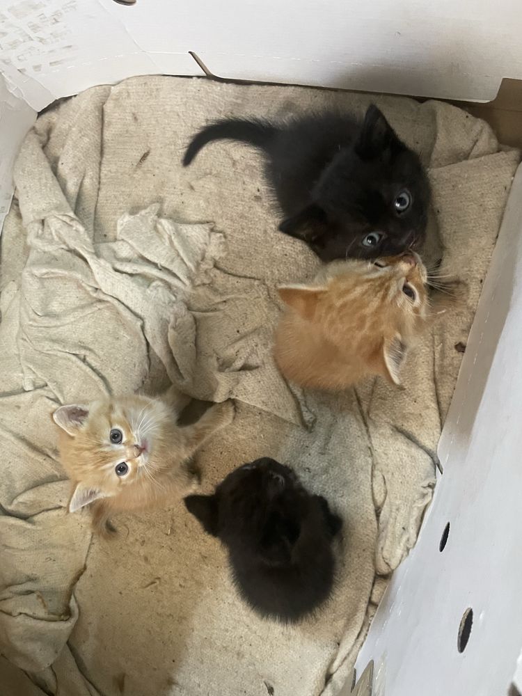 Котята даром помгите пожалуйста
