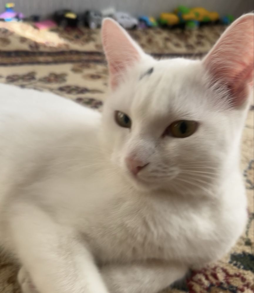 Отдам котика срочно