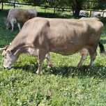 Продам чистокровную породу Алатау корову