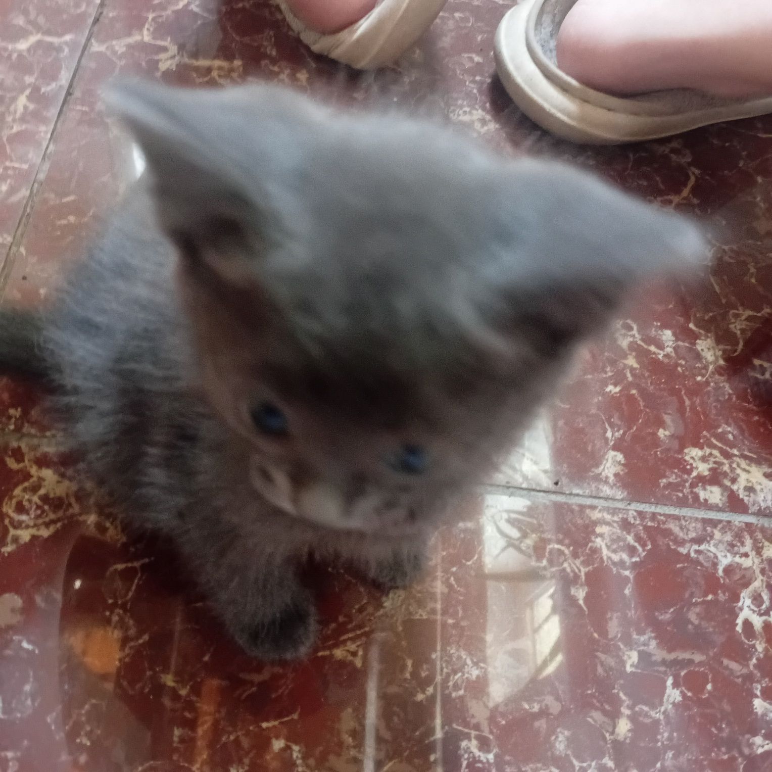 Отдам котят 2 месяца