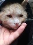 Отдам рыжего котика