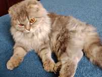 Шотландская вислоухая кошечка-котенок  ищет котомаму и котопапу.
