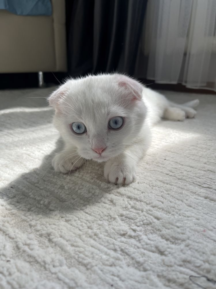 Шотландский вислоухий котёнок