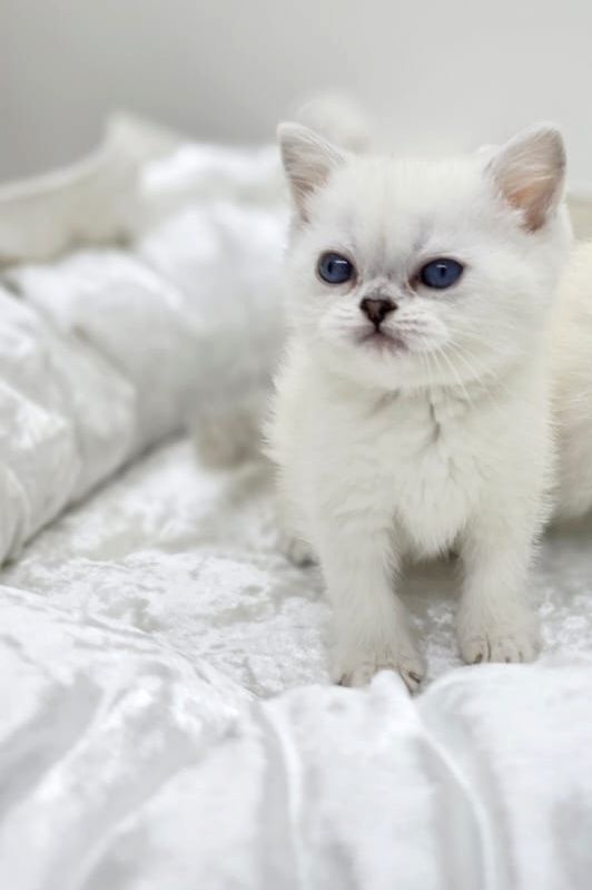 Кошечки  и котики британские
