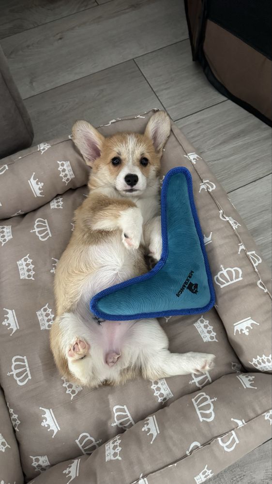 Вельш корги пемброк