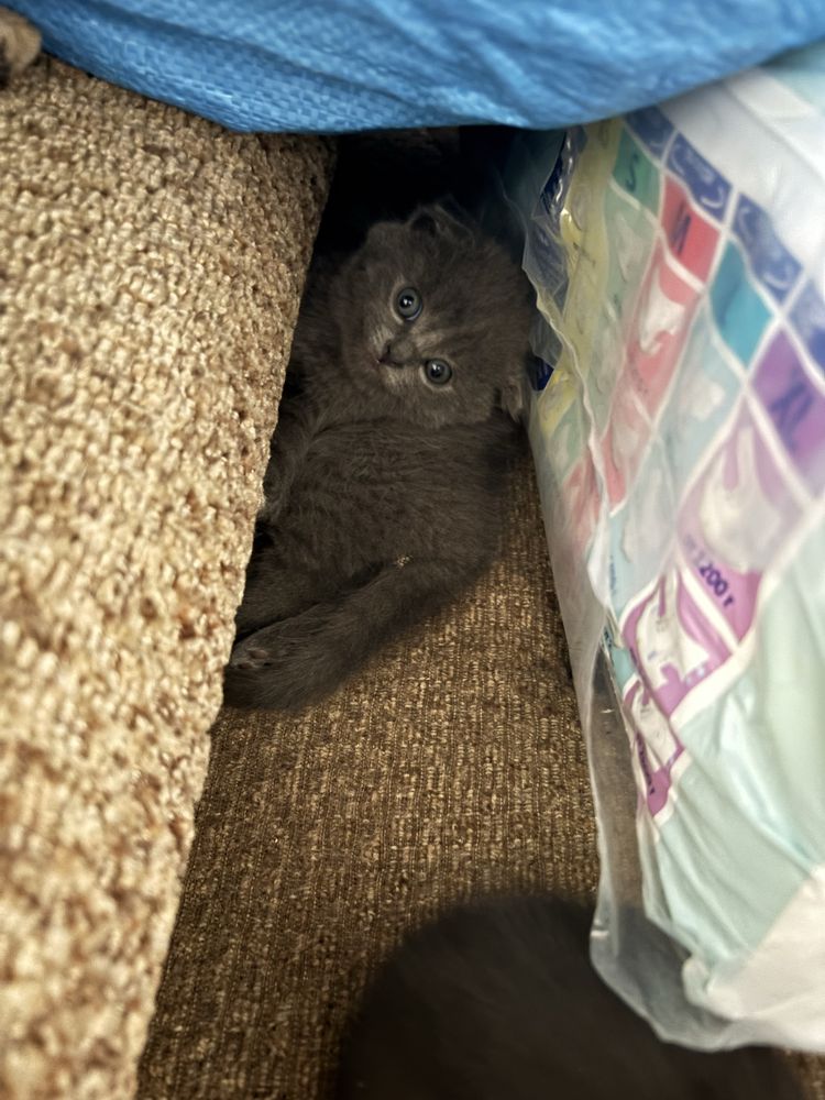 Отдам котят в добрые руки