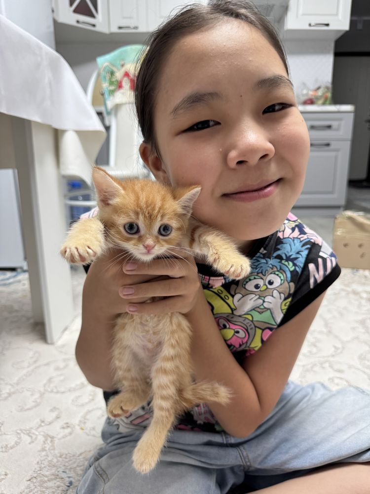 Пррдам котенка мальчик шотланский скоттиш