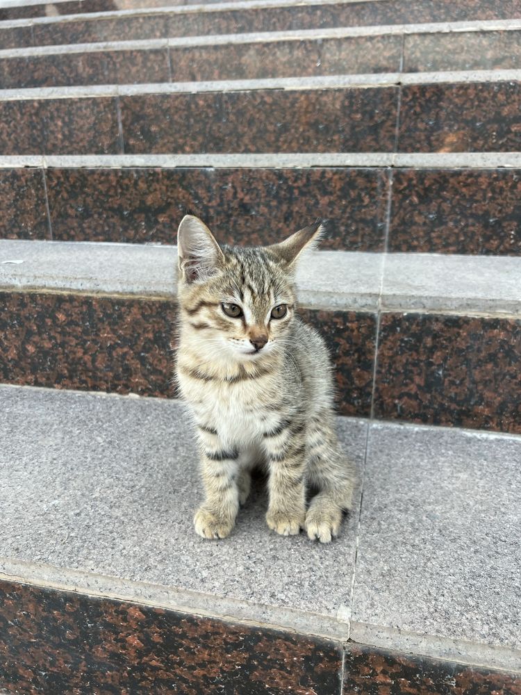 Отдам котенка в добрые руки