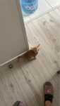 Отдам кота в добрые руки, приученный к горшке