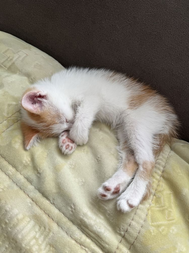 Красивые  котята в добрые руки