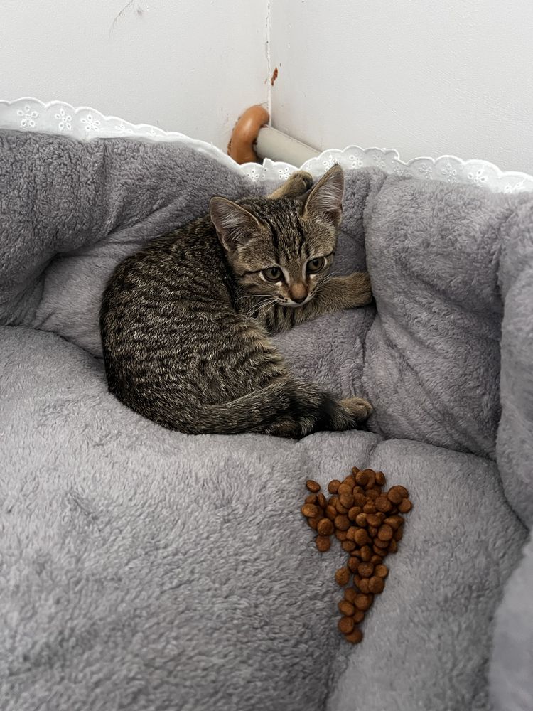 Отдам котят мышеловок в хорошие руки