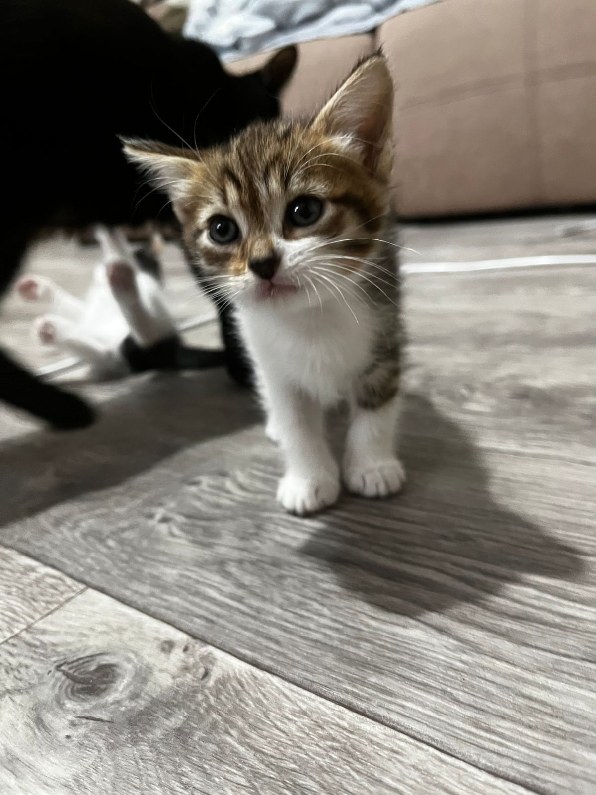котята двое чёрно-белых, двое полосатых