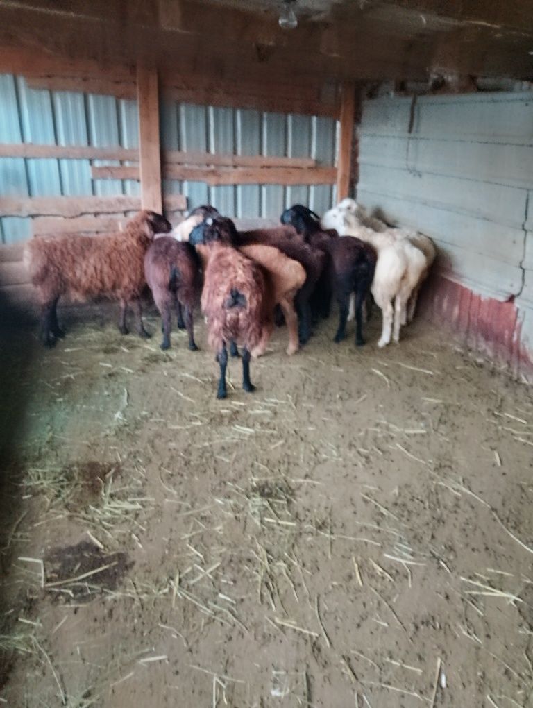 Продам    баранов