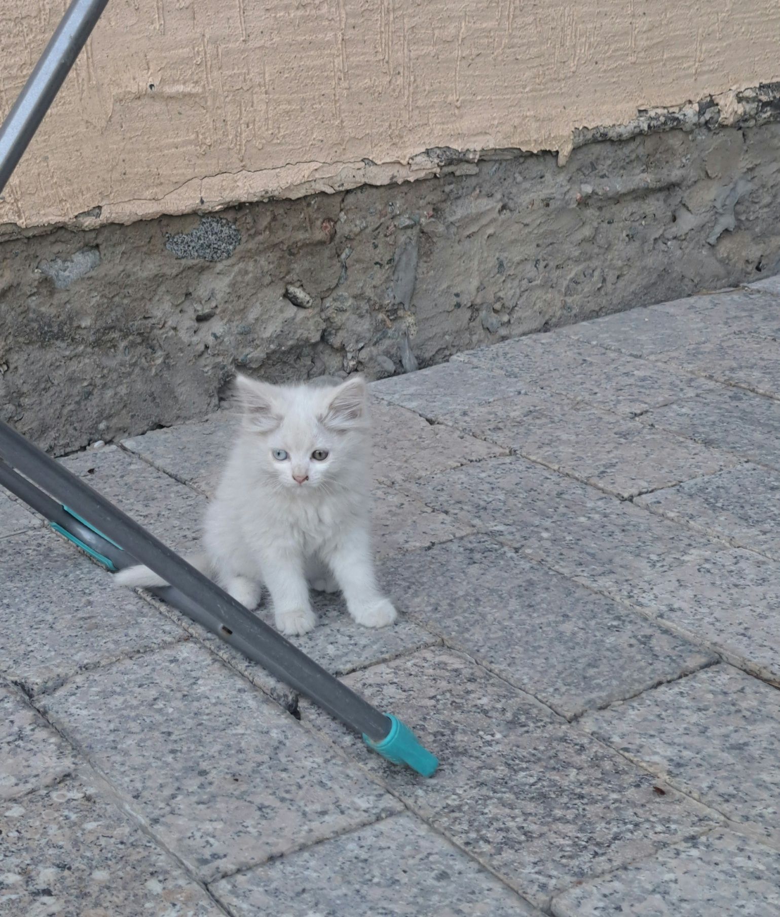Котята беспородные