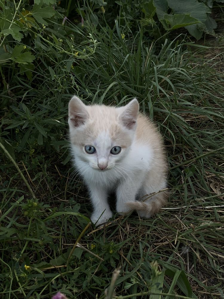 Отдадим котят в хорошие руки!