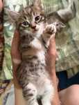Отдам котёнка мальчика