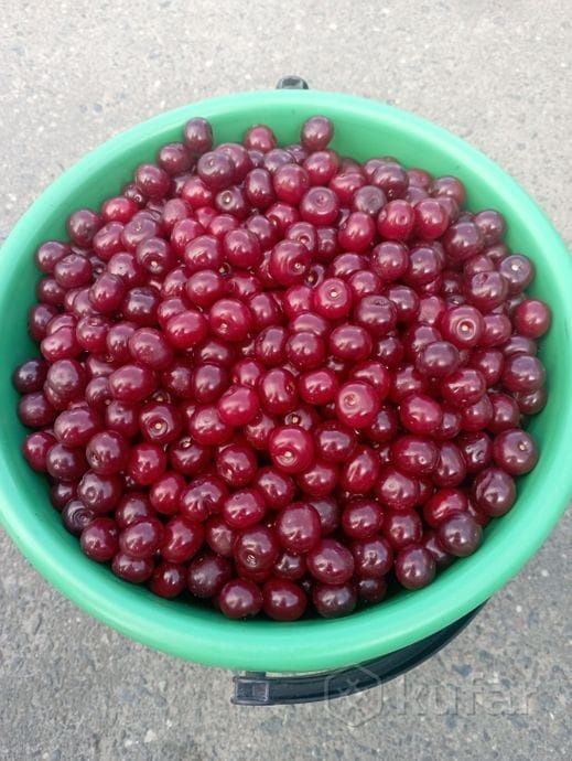 Продам вишню садовую