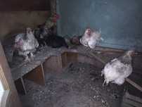 Продам кур домашние несутся. Разных пород