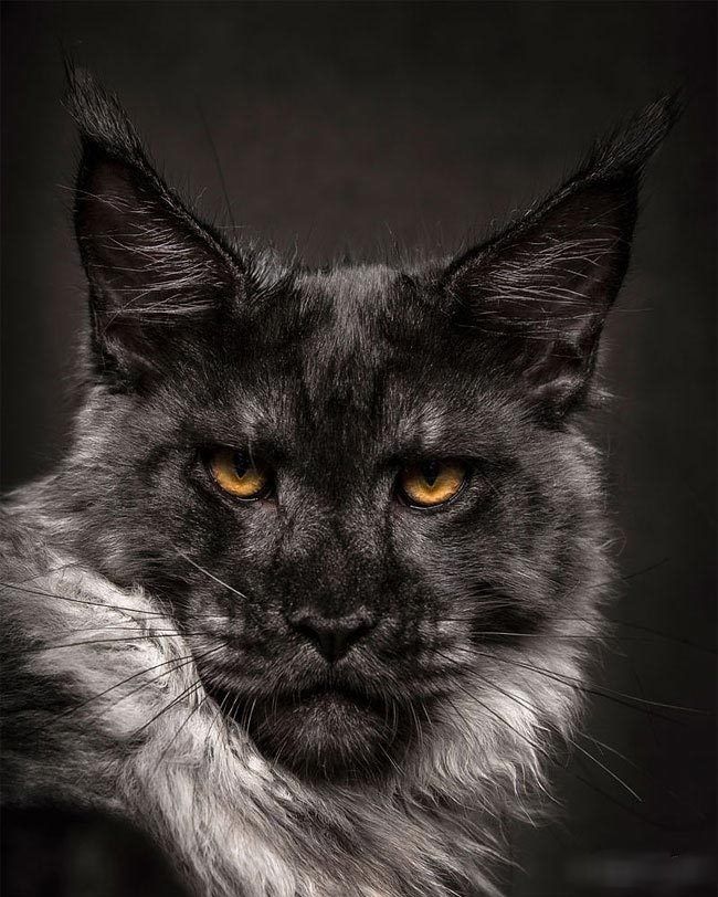Black- ЧЁРНЫЕ мейн- кун Котята