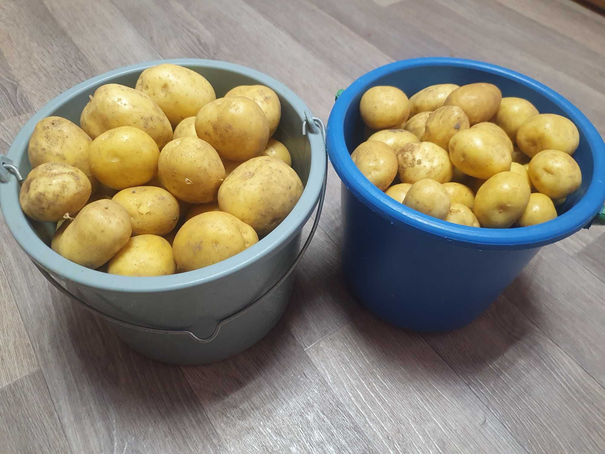 Картофель домашний