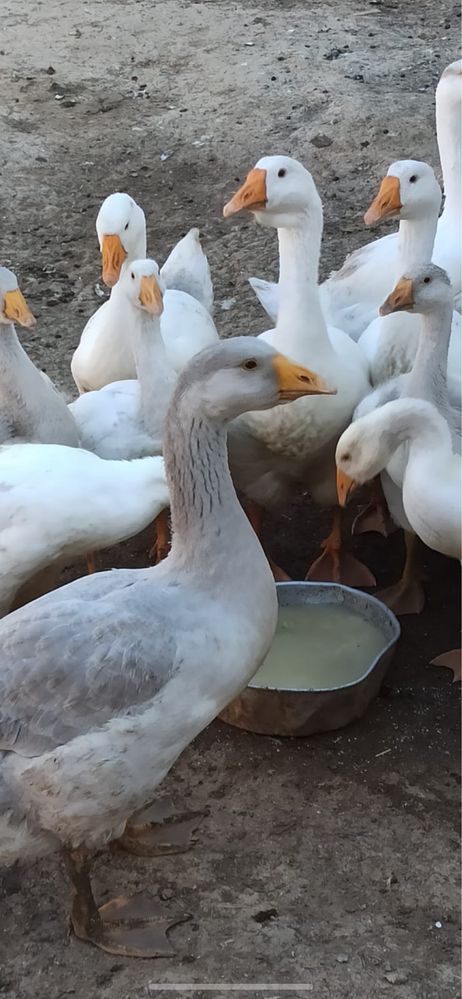 Продам гусей и гусят