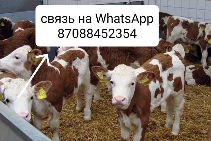 Продам телята бычки КРС
