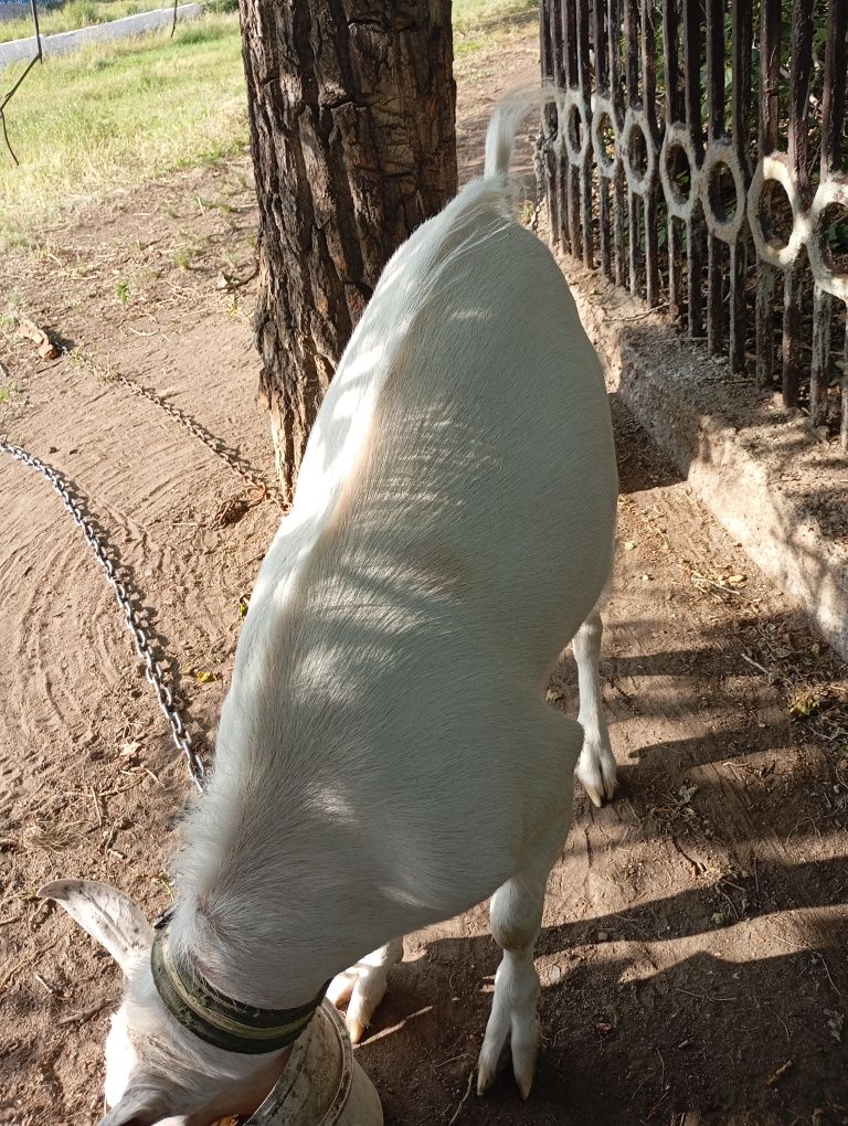 Продам козла  на племя