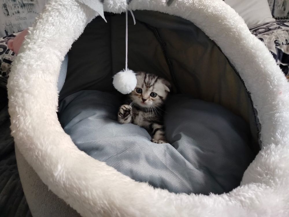 Котята вислоухие