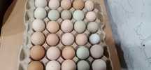 Продам инкубационное яйцо кур