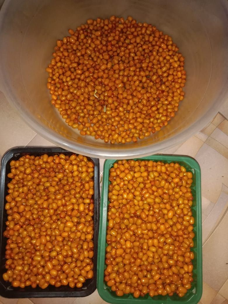 Продам облепизуц