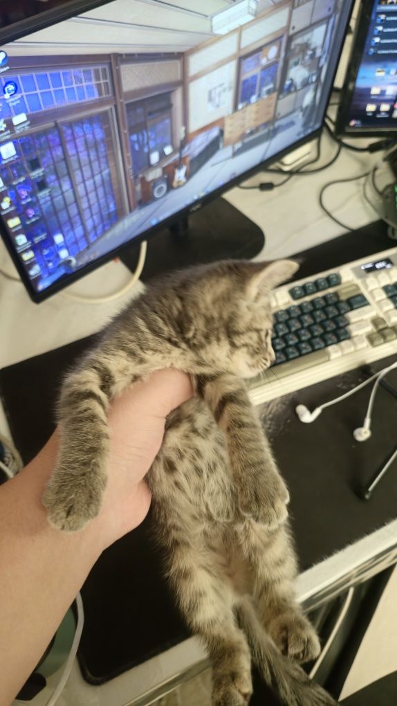 Даётся маленькая кошка