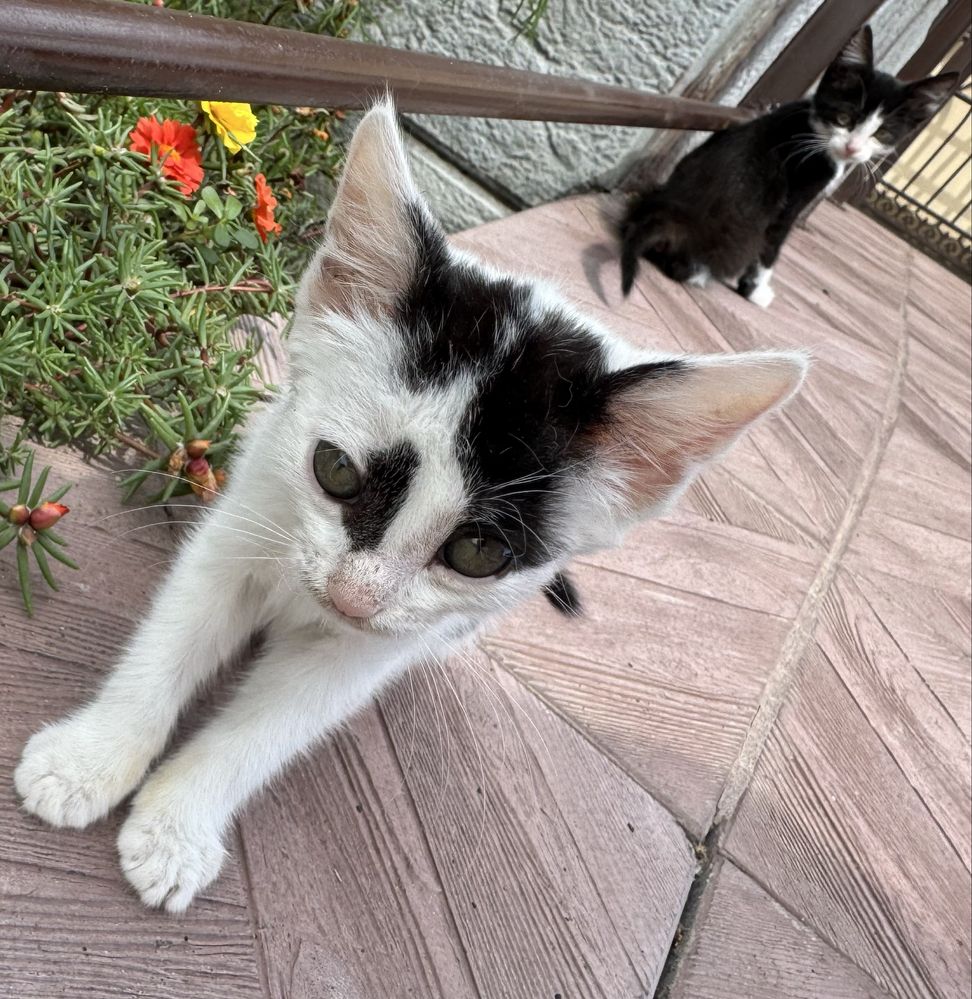 Отдам котят 1,5мес