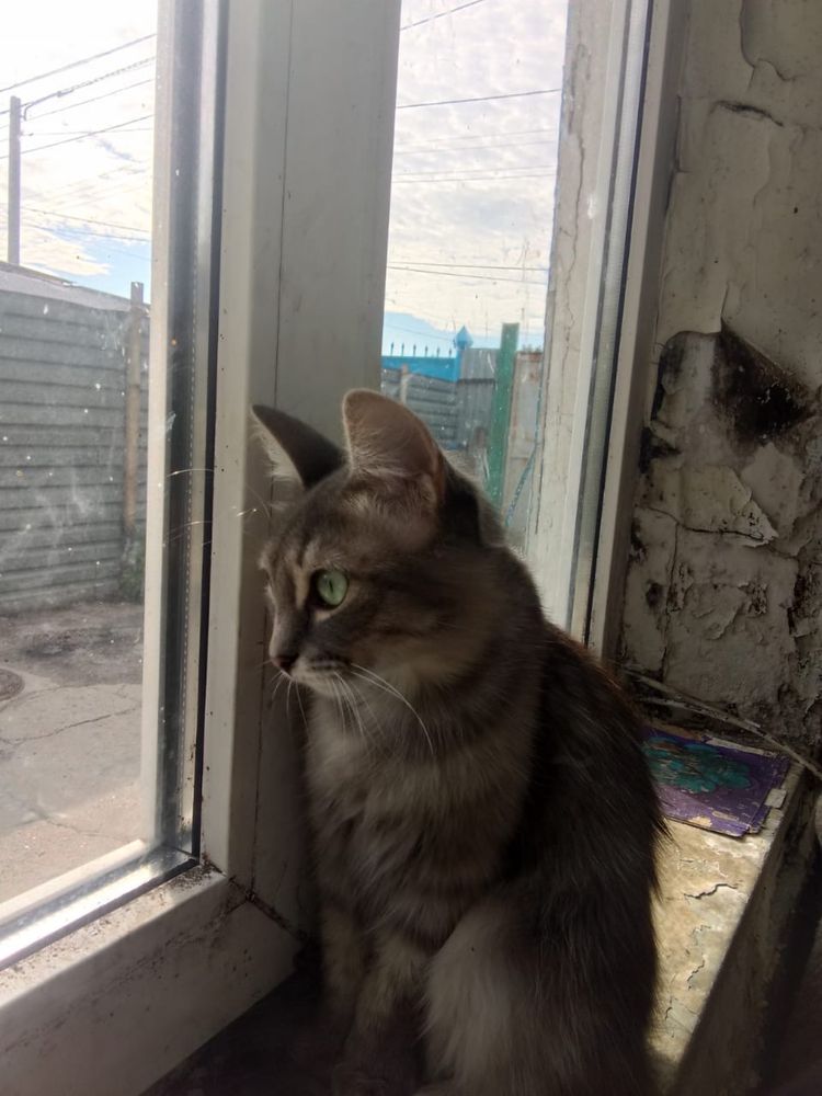 домашиние животные