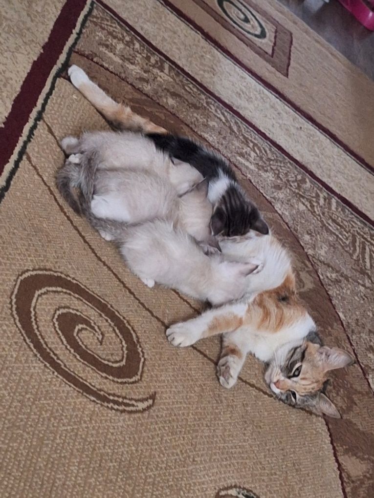 Котята бесплатно в добрые руки!