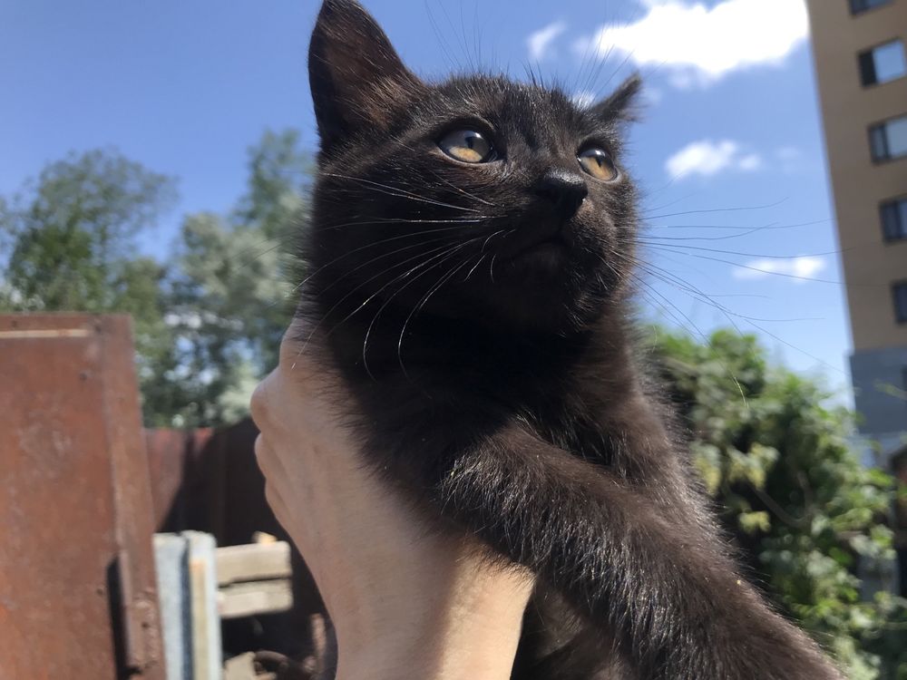 Отдам котят в добрые руки