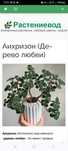 Цветы домашние Аихризон,