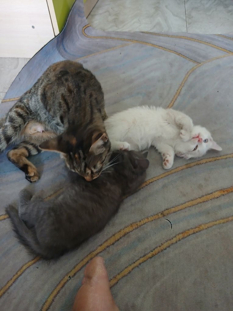 Котенки маленкий