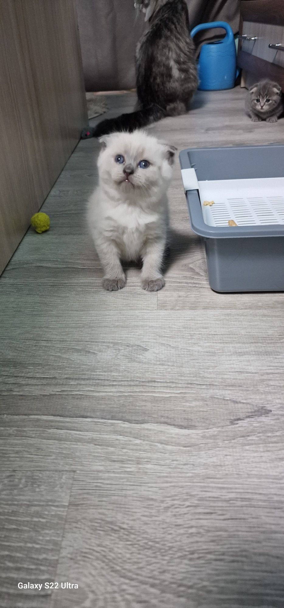 Шотландские котята