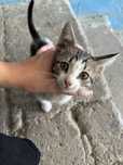 Котенок в добрые руки