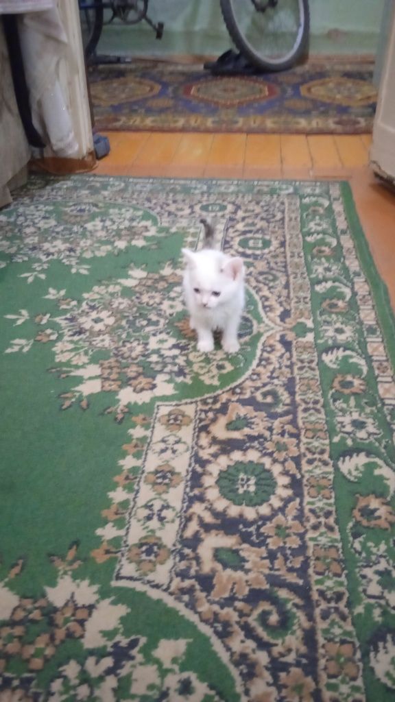 Котята, бесплатно