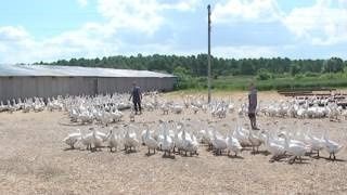 Гусиное инкубационное яйцо в наличии тяжёлый мясной тип