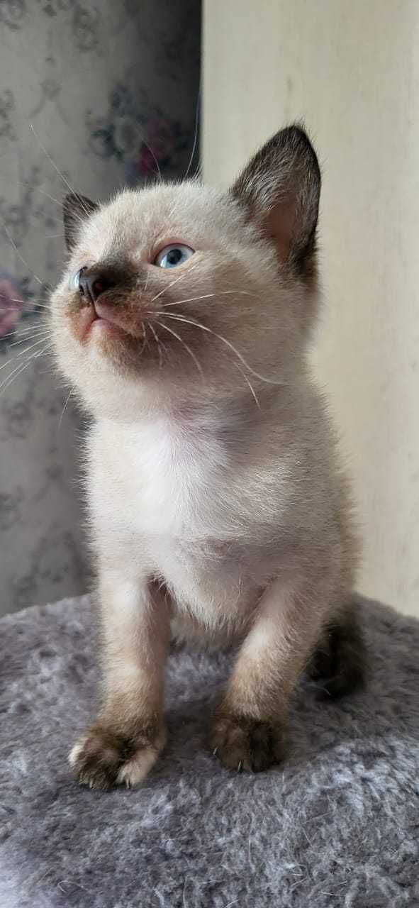 Котенок ищет дом.